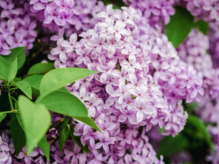 a lot of spring lilac flowers on lilac bush outdoor and close up in a spring day