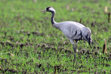 Ein Kranich (Grus grus) auf einem abgeernteten Feld auf Nahrungssuche.