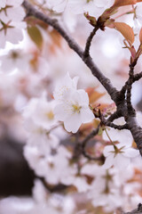 桜の花　春のイメージ