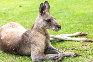 Fototapeta premium カンガルーのポートレート