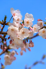 桜の花　春のイメージ