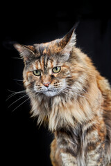 Studio portrait Maine Coon cat. Cat with long mustache and tassels on ears on black background.