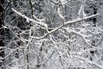Winter forest covered with snow.