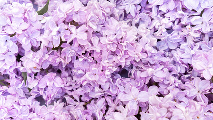 Lilac flowers close up banner. Floral background in pastel lilac and lavender shades. An abundance of lilac flowers with double petals for a romantic floral banner.