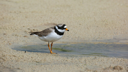 Wader, nesting along the banks of rivers, lakes and seas in northern Eurasia, mainly in the Arctic zone.