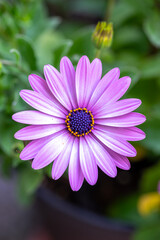 Obraz premium デイジーの花 春のイメージ