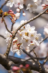 桜の花　春のイメージ