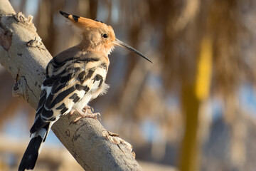 Migrating of birds in autumn. Eurasian hoopoe (Upupa epops) sitting on a dry branch. © imartsenyuk