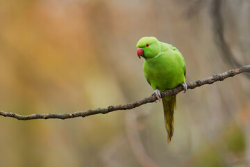 The rose-ringed parakeet (Psittacula krameri), also known as the ring-necked parakeet, is a medium-sized parrot. Beautiful colourful green parrot, cute parakeets perched on a branch.