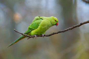 The rose-ringed parakeet (Psittacula krameri), also known as the ring-necked parakeet, is a medium-sized parrot. Beautiful colourful green parrot, cute parakeets perched on a branch.