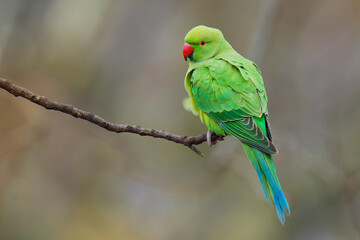 The rose-ringed parakeet (Psittacula krameri), also known as the ring-necked parakeet, is a medium-sized parrot. Beautiful colourful green parrot, cute parakeets perched on a branch.