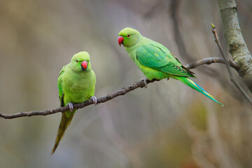 Fototapeta na wymiar The rose-ringed parakeet (Psittacula krameri), also known as the ring-necked parakeet, is a medium-sized parrot. Beautiful colourful green parrot, cute parakeets perched on a branch.