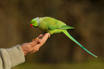 The rose-ringed parakeet (Psittacula krameri), also known as the ring-necked parakeet, is a medium-sized parrot. Beautiful colourful green parrot, cute parakeets perched on the human hand. - obrazy, fototapety, plakaty