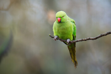 The rose-ringed parakeet (Psittacula krameri), also known as the ring-necked parakeet, is a medium-sized parrot. Beautiful colourful green parrot, cute parakeets perched on a branch.