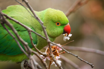 The rose-ringed parakeet (Psittacula krameri), also known as the ring-necked parakeet, is a medium-sized parrot. Beautiful colourful green parrot, cute parakeets perched on a branch.