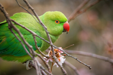 The rose-ringed parakeet (Psittacula krameri), also known as the ring-necked parakeet, is a medium-sized parrot. Beautiful colourful green parrot, cute parakeets perched on a branch.