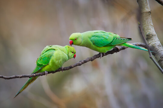The rose-ringed parakeet (Psittacula krameri), also known as the ring-necked parakeet, is a medium-sized parrot. Beautiful colourful green parrot, cute parakeets perched on a branch.
