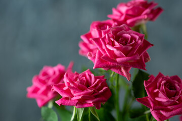 バラの花　室内スタジオ撮影