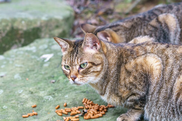 Naklejka premium 野良猫のポートレート