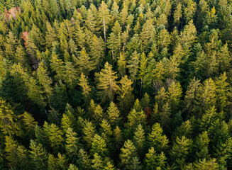 Drone view of green coniferous forest trees