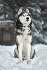 Naklejka premium Siberian Husky dog, cute wolf in winter forest on snow.