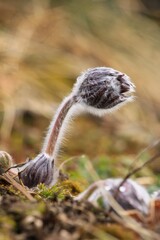 Pulsatilla