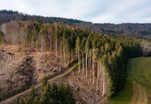 Drone view of edge of cleared forest in Salzkammergut