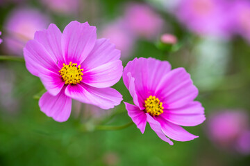 Obraz premium コスモス畑 秋のイメージ