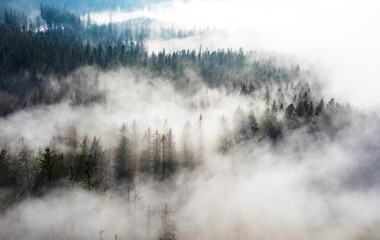 Drone view ofconiferous forest shrouded in morning fog