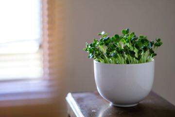 かいわれ大根の室内栽培