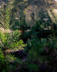 A spider's web between two coniferous trees with a spider in the middle of autumn