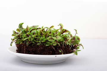 Microgreen sprouts in a plate on a light background