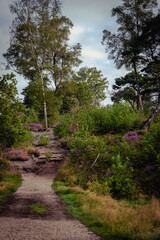 Fototapeta premium A sandy path leads up a hill on the blooming purple heather in the Netherlands