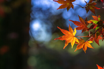 紅葉　秋のイメージ