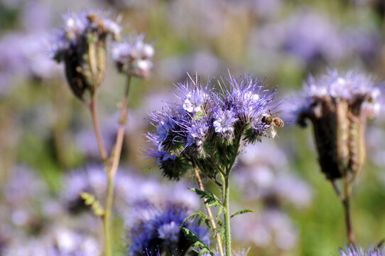 Phacelia