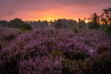 Beautiful purple heather during the sunrise in the Netherlands