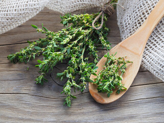 Sprigs of the medicinal plant polygonum hydropiper on a wooden table, flat layout, top view. Useful herba polygoni avicularis for use in alternative medicine, homeopathy, food and cosmetology