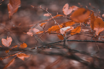 autumn leaves in the forest