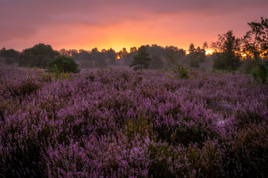 Beautiful purple heather during the sunrise in the Netherlands © Jaimy