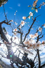 梅の花　初春イメージ