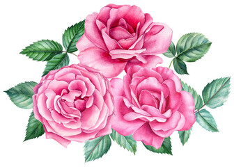 Pink Flowers, bouquet of roses, watercolor painting on a white background. Botanical illustration