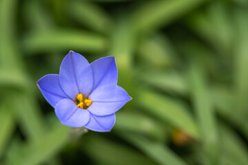 Fototapeta premium ハナニラの花 春のイメージ