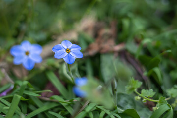 ハナニラの花　春のイメージ