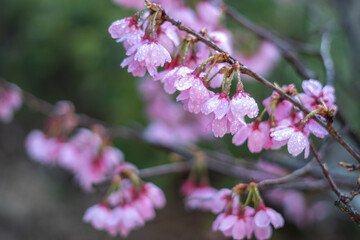 桜の花　春のイメージ