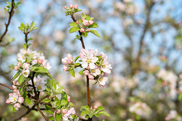 Apfelblüten im Frühling.