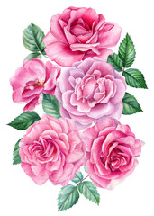 Pink Flowers, bouquet of roses, watercolor painting on a white background. floral design