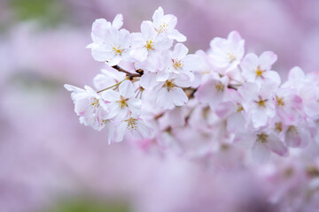 桜の花　春のイメージ