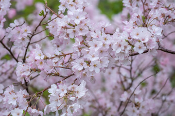 桜の花　春のイメージ