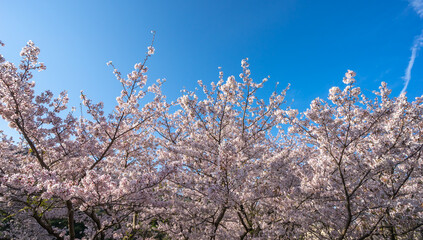 桜の花　春のイメージ