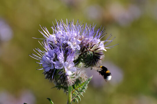 Phacelia